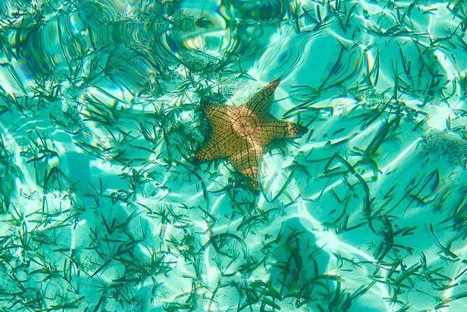 Mangrove & Iguana Clear Kayak Tour - Weather, wind, and safety: how to think about the risk
