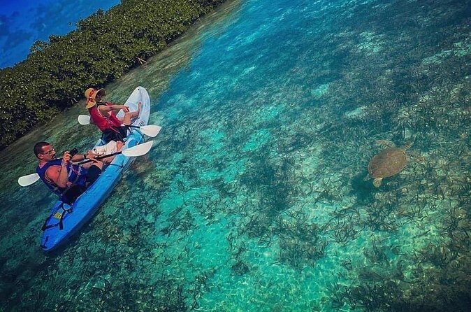 Mangrove & iguana Tour - Iguana Island at Little Water Cay: sanctuary time on shore