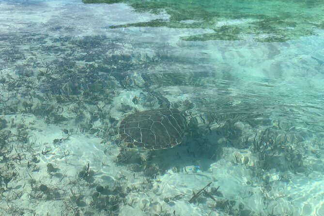 Mangroves Kayak Tour - Why mangroves in Turks and Caicos are worth trading beach time for