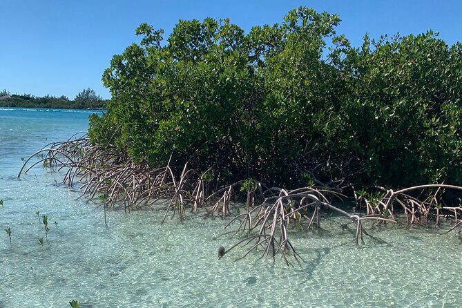 Mangroves Kayak Tour - Practical stuff you should plan for before you go