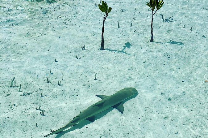 Mangroves Stand-Up Paddleboard Tour - Entering The Mangroves Just Off Grace Bay