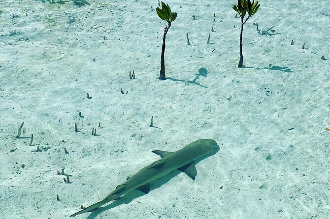 Mangroves Stand-Up Paddleboard Tour - What Happens Once You’re on Your Paddleboard