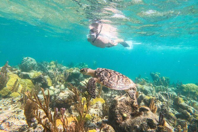 Morning Half Day Cruise from Providenciales with Snorkeling and Iguana Island - Key things that make this tour worth your morning