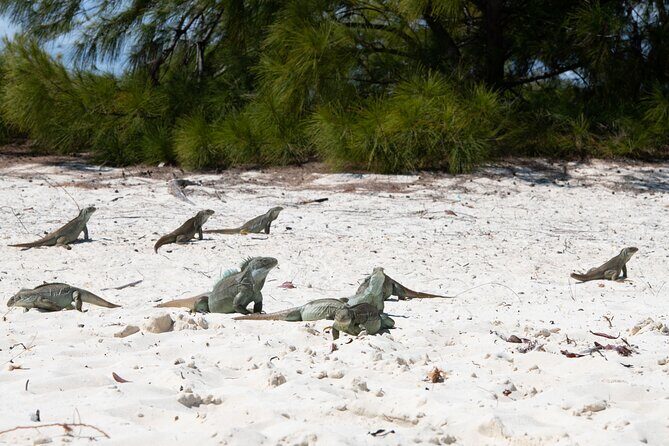 Morning Half Day Cruise from Providenciales with Snorkeling and Iguana Island - The 4-hour rhythm that works in Turks and Caicos mornings