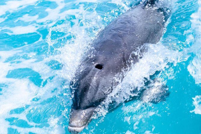 Private Boat Tours to outer islands, snacks drinks- snorkel- cruise! - Little Water Cay (Iguana Island): the stop everyone remembers