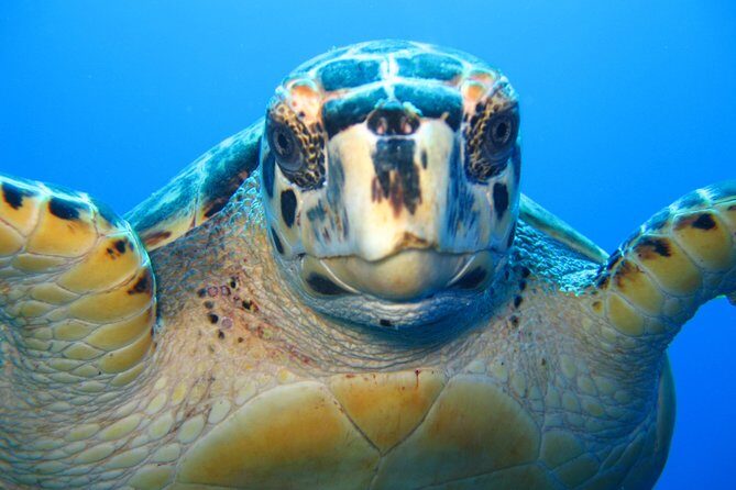 Snorkel Eco Tour - Stop 1 at Big Blue Collective: check-in that gets you into the water sooner