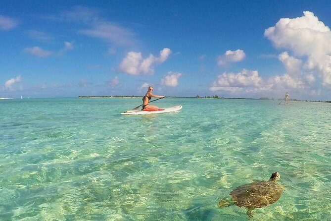 Turtle Eco Tour on Stand-Up Paddleboards or Kayaks into the National Marine Park - Key Highlights You’ll Actually Care About