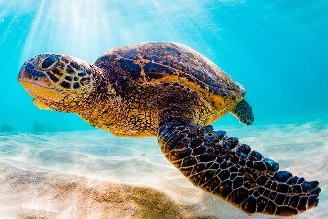 Turtle Eco Tour on Stand-Up Paddleboards or Kayaks into the National Marine Park - What Makes This Turtle Eco Tour Work in Providenciales?