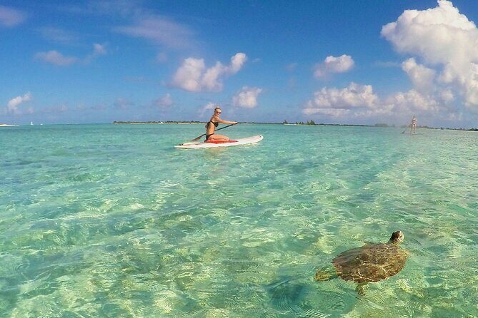 Turtle Eco Tour on Stand-Up Paddleboards or Kayaks into the National Marine Park - Stop 1 in the National Marine Park: What You’re Likely to See