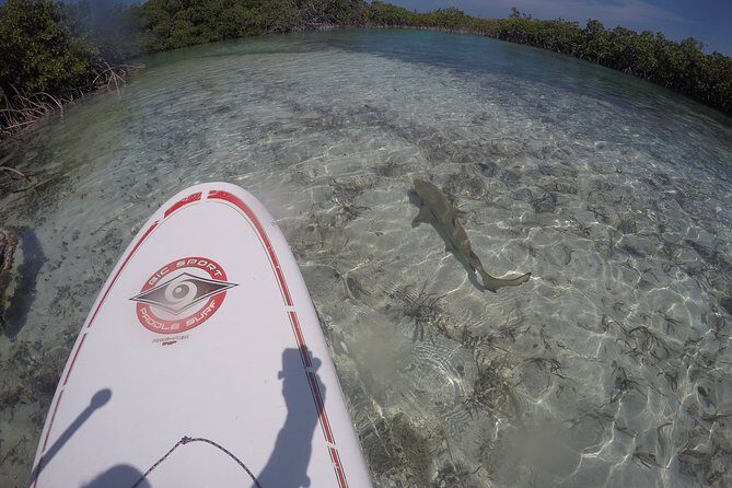 Turtle Eco Tour on Stand-Up Paddleboards or Kayaks into the National Marine Park - Getting There and Staying Comfortable Without Overthinking