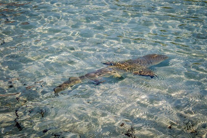 Turtle Eco Tour on Stand-Up Paddleboards or Kayaks into the National Marine Park - Timing, Tides, and Why Departure Times Change