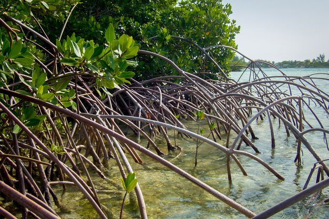 Turtle Eco Tour on Stand-Up Paddleboards or Kayaks into the National Marine Park - Price and Value: Is $156.80 a Good Deal?