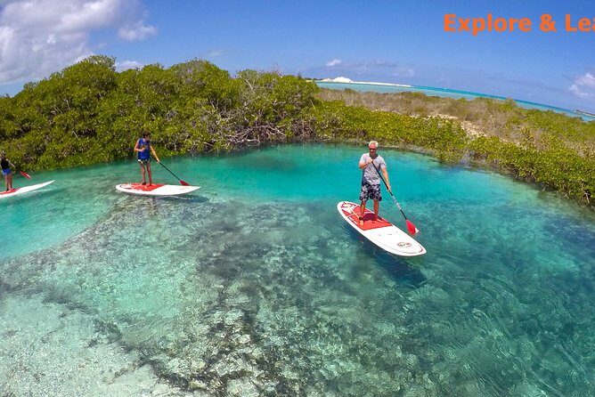 Turtle Eco Tour on Stand-Up Paddleboards or Kayaks into the National Marine Park - SUP vs Kayak: Which One Gives You the Better Wildlife View?
